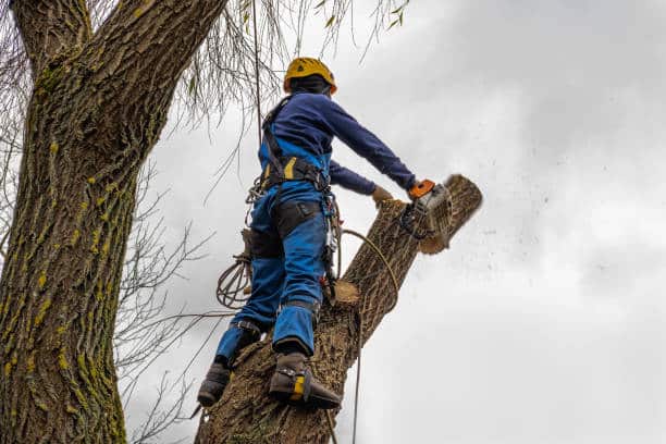RJ Tree Service